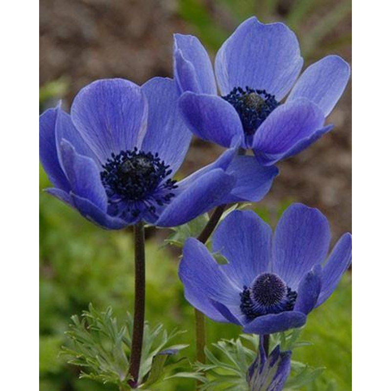 Anemone De caen Mr. Fokker Flower Bulb (Pack of 6 bulbs)