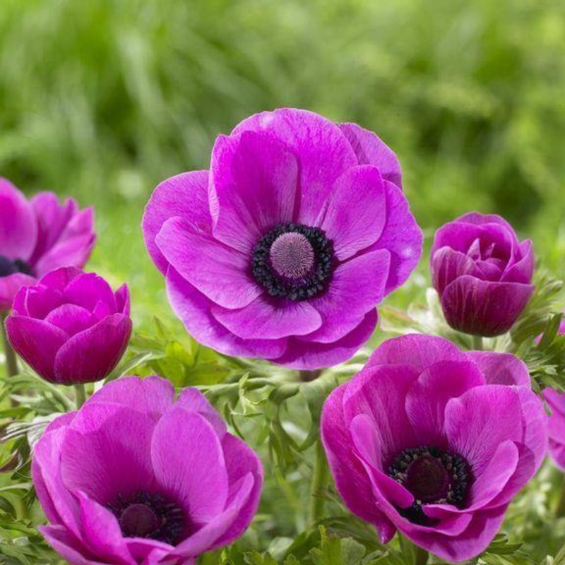 Anemone De caen sylphide Flower Bulb (Pack of 6 bulbs)