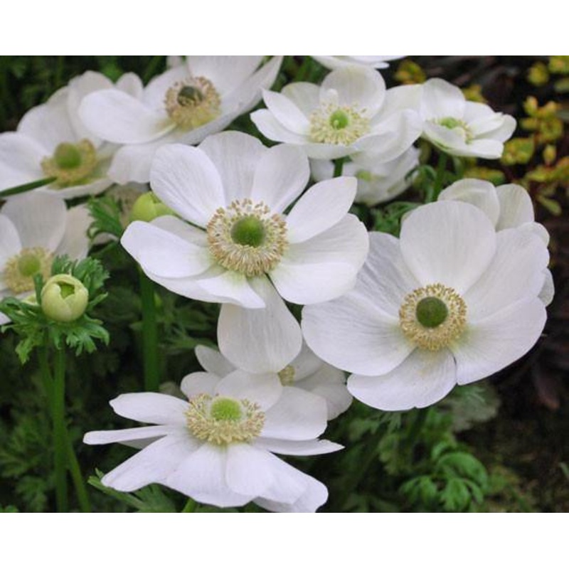 Anemone De caen the dried flower bulb (Pack of 6 bulbs)
