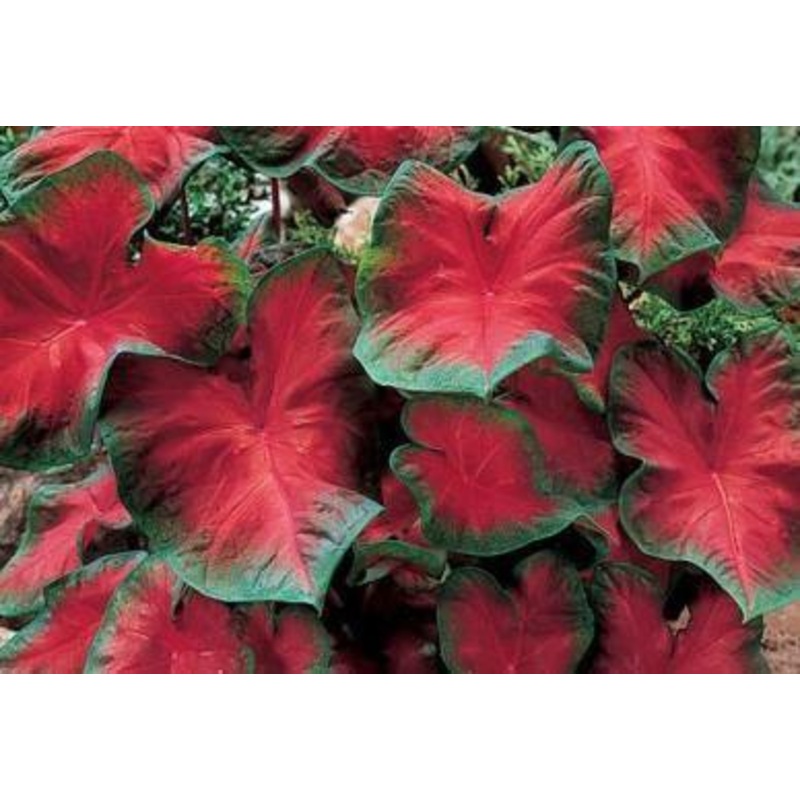 Caladium Freida Hemple Leave Bulbs (Pack of 6)