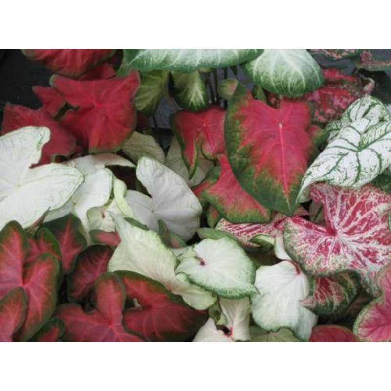 Caladium Mixed Leave Bulbs (Pack of 6)