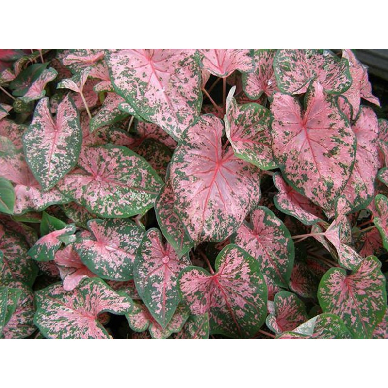 Caladium Pink Leave Bulbs (Pack of 6)