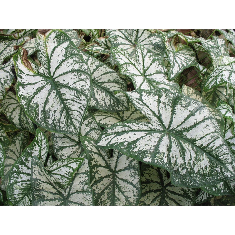 Caladium White Christmas Leave Flower Bulbs (Pack of 6)