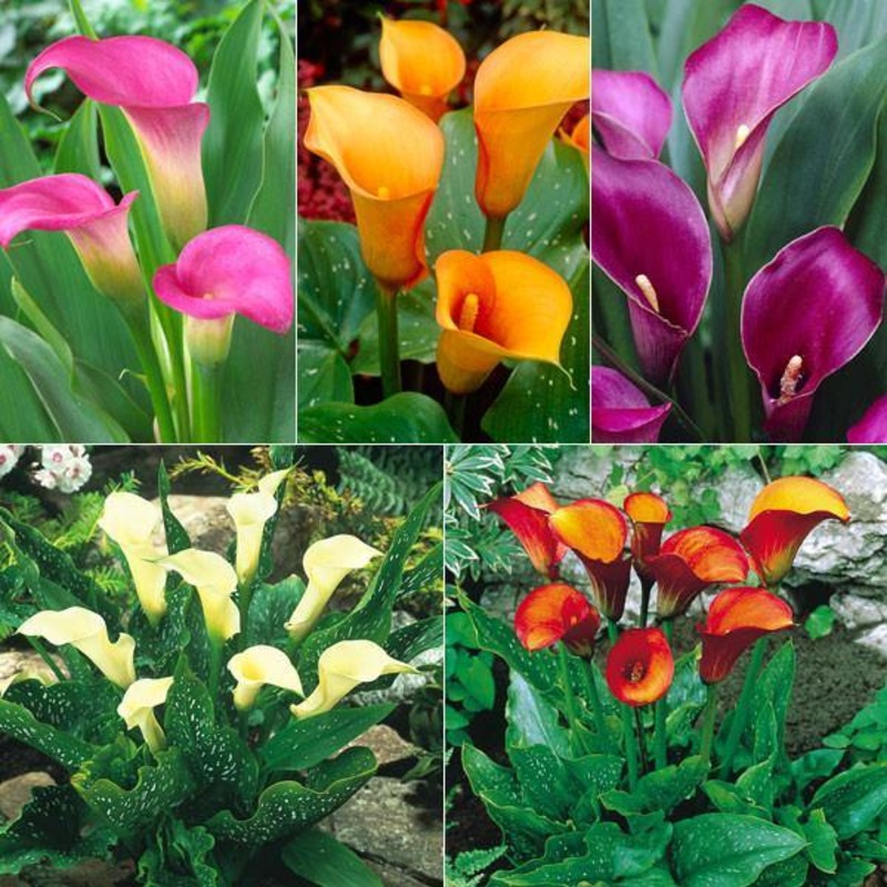Calla Lilies Mix Bulbs Pack 12 Bulbs Pack