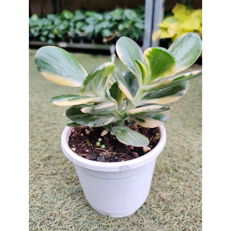 Crassula Ovata Variegated Succulent Plant