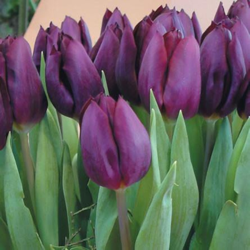 Tulips Purple Lady Flower Bulbs (Pack of 10 Bulbs)
