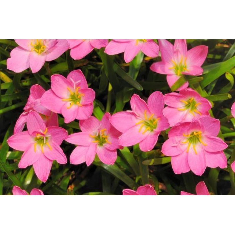 Zephyranthus Pink Flower Bulbs (Pack of 20)