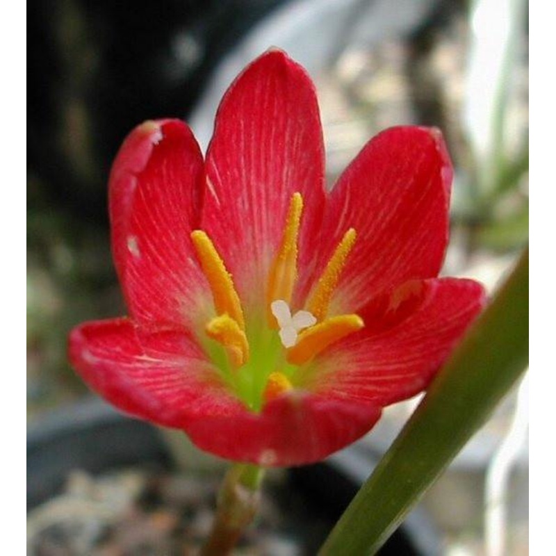 Zephyranthus Red Flower Bulbs (Pack of 20)