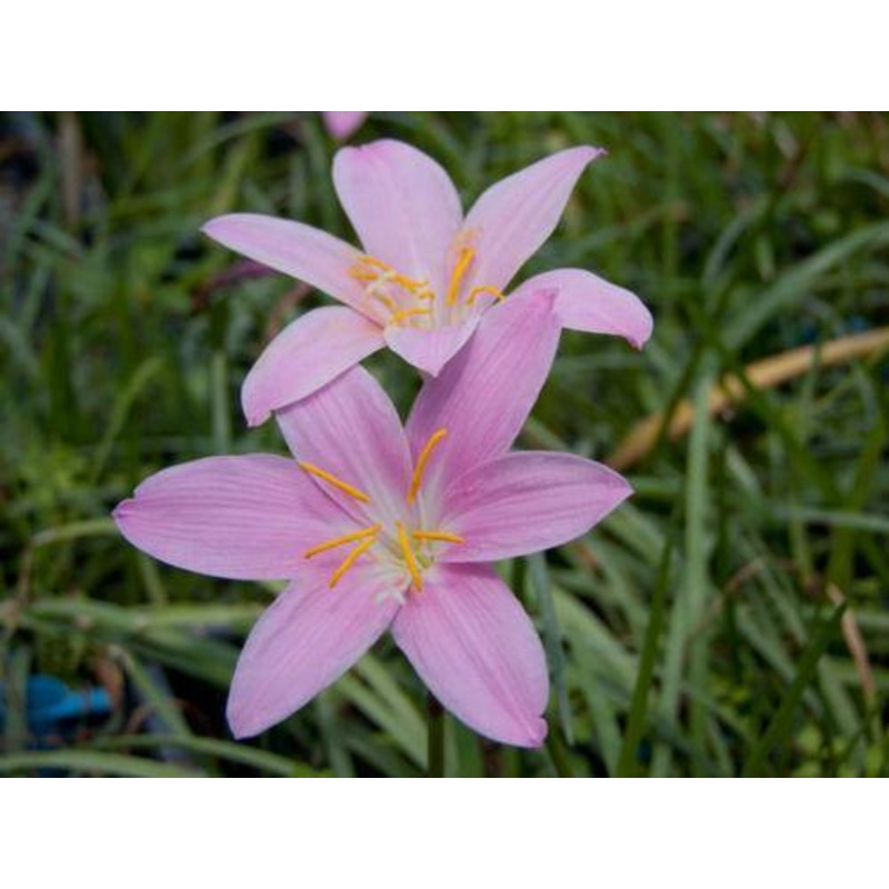 Zephyranthus Robusta Pink Flower Bulbs (Pack of 6)