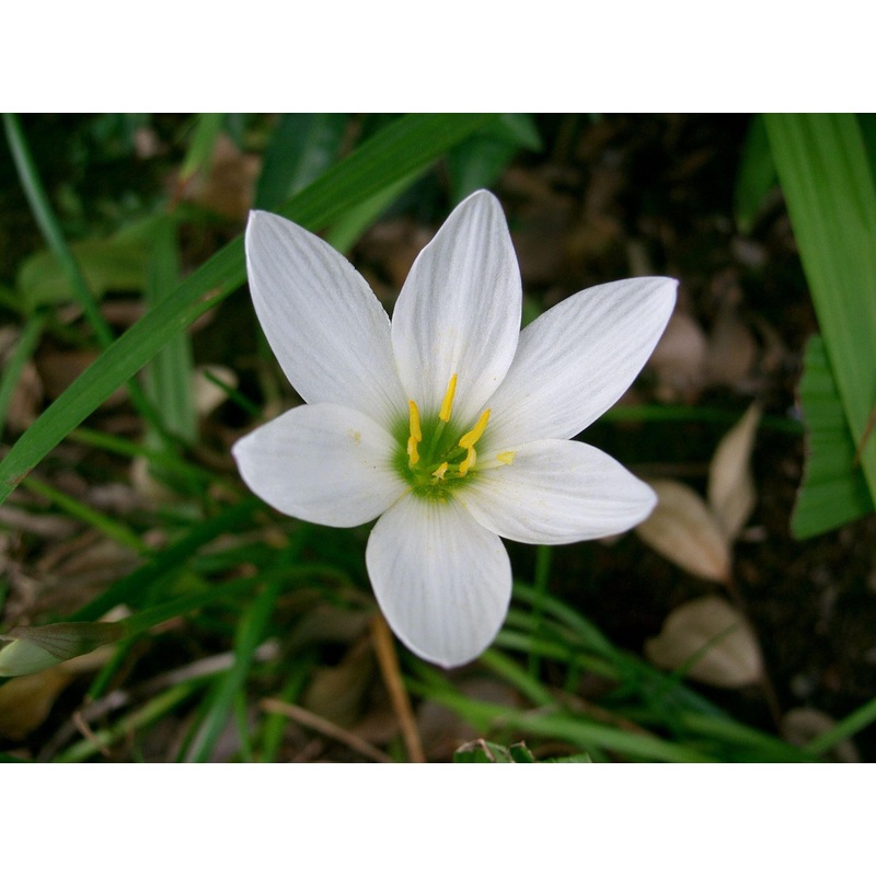 Zephyranthus White Flower Bulbs (Pack of 20)
