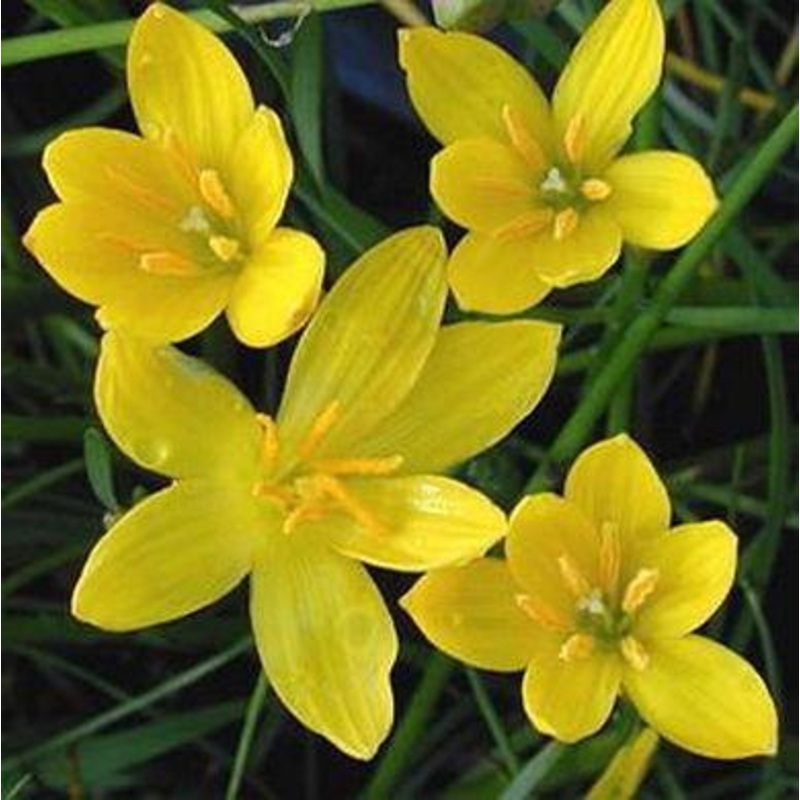 Zephyranthus Yellow Flower Bulbs (Pack of 20)