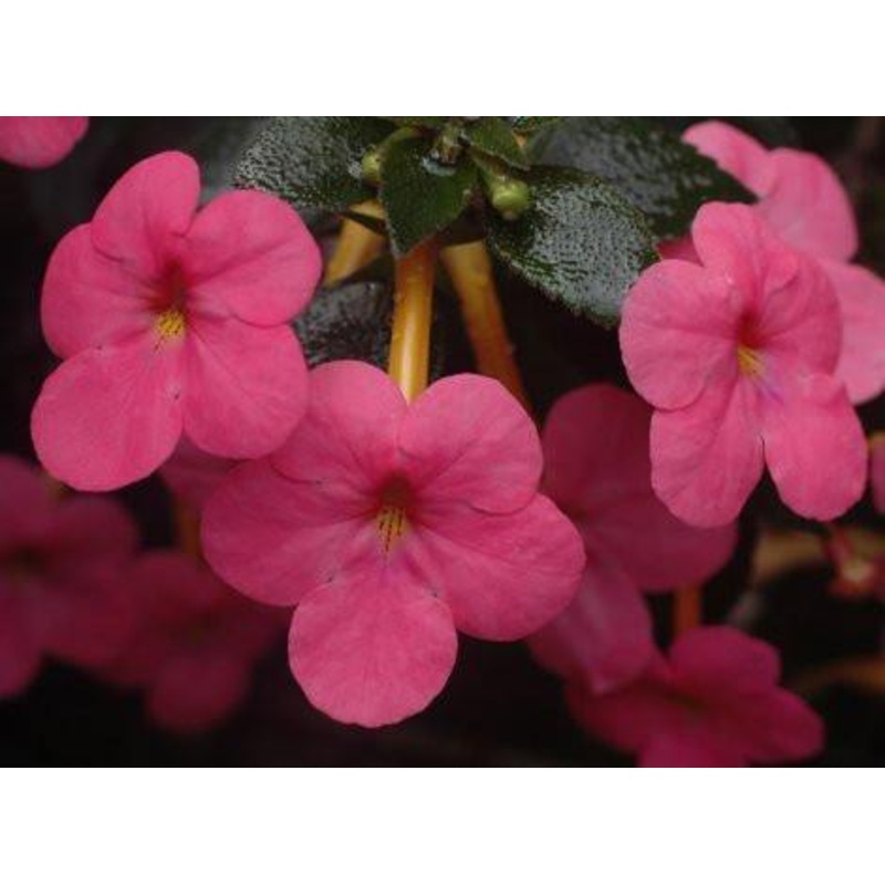 Achimenes Charm Red Flower Bulbs (Pack of 12)