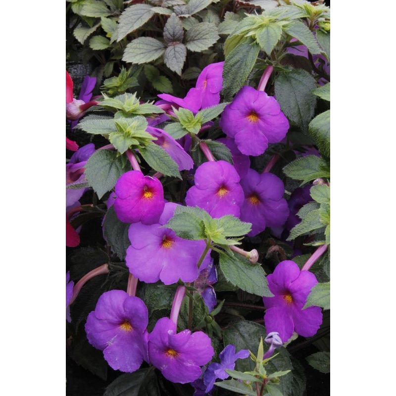 Achimenes Chatlia Purple Flower Bulbs (Pack of 12)