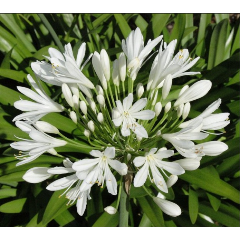 Agapanthus Umbellatus White Flower Bulbs (Pack of 10)