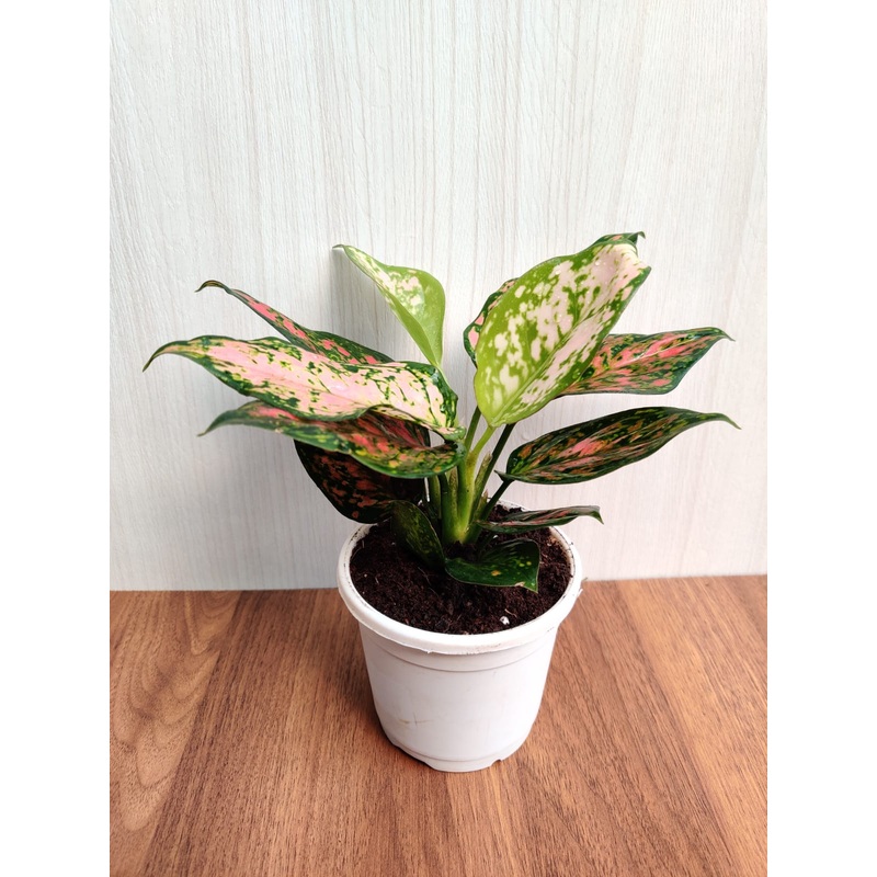 Aglaonema Anjuman Pink – Stunning Rare Indoor Plant | Air-Purifying Benefits