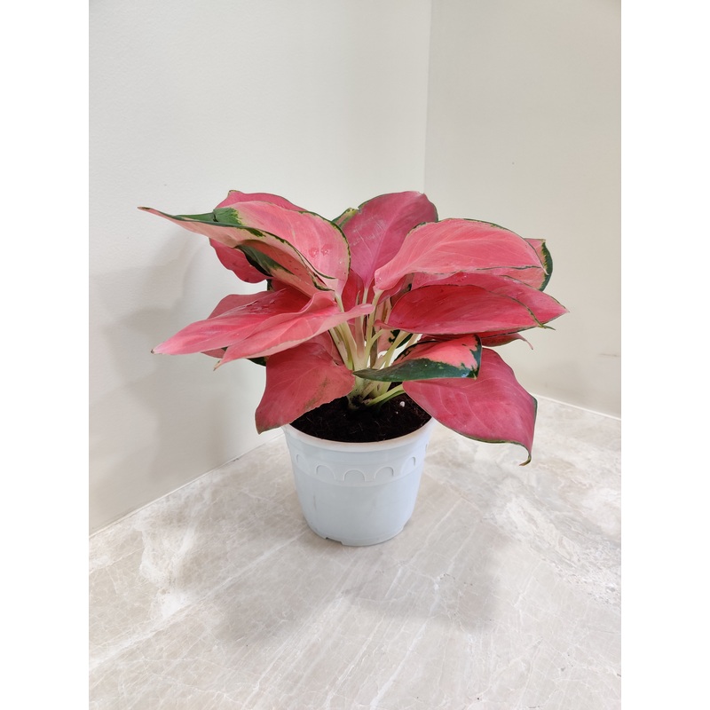 Aglaonema China Red: Lush Exotic Indoor Plant for Your Space