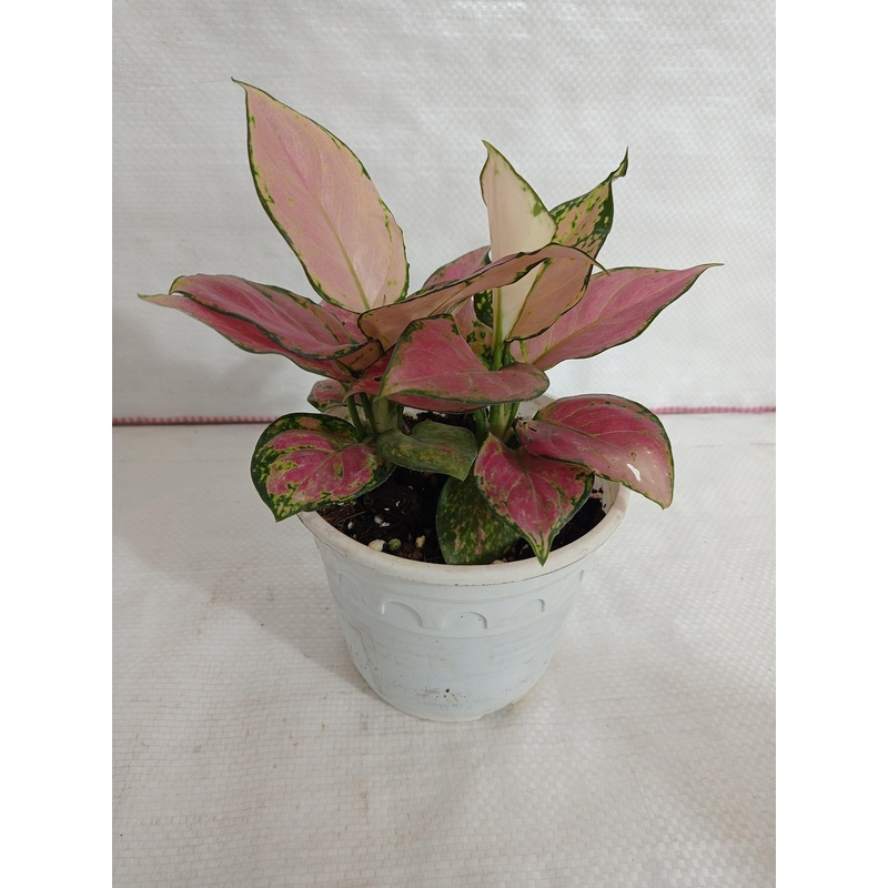 Aglaonema Pink Plant