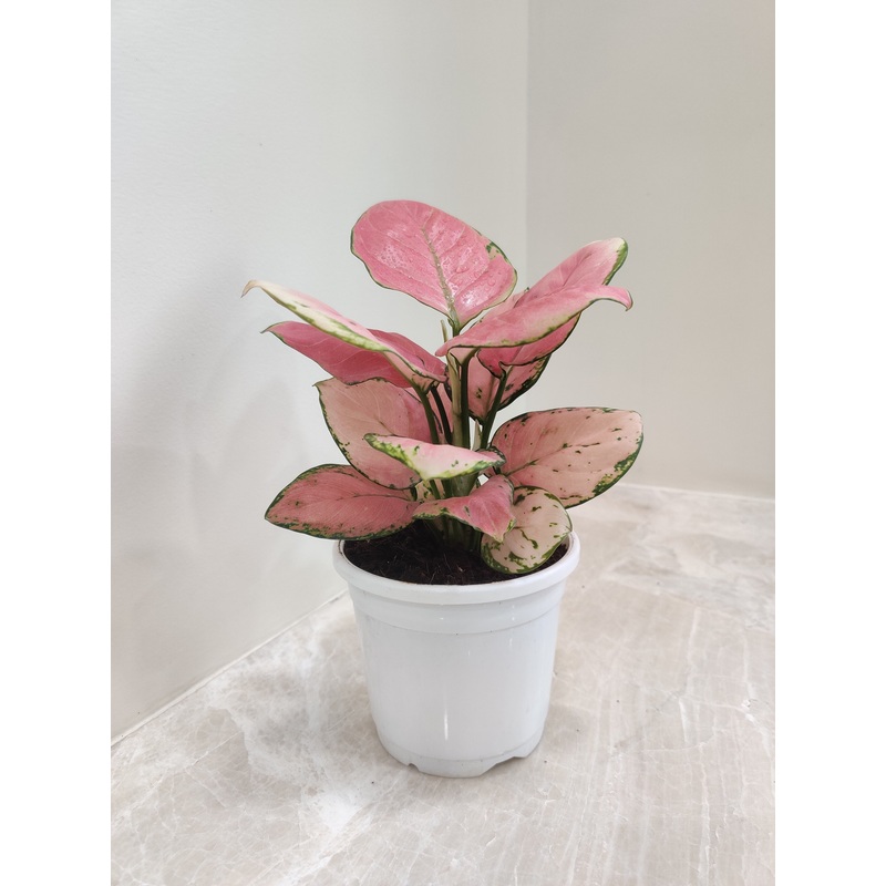 Aglaonema Red Diamond Plant