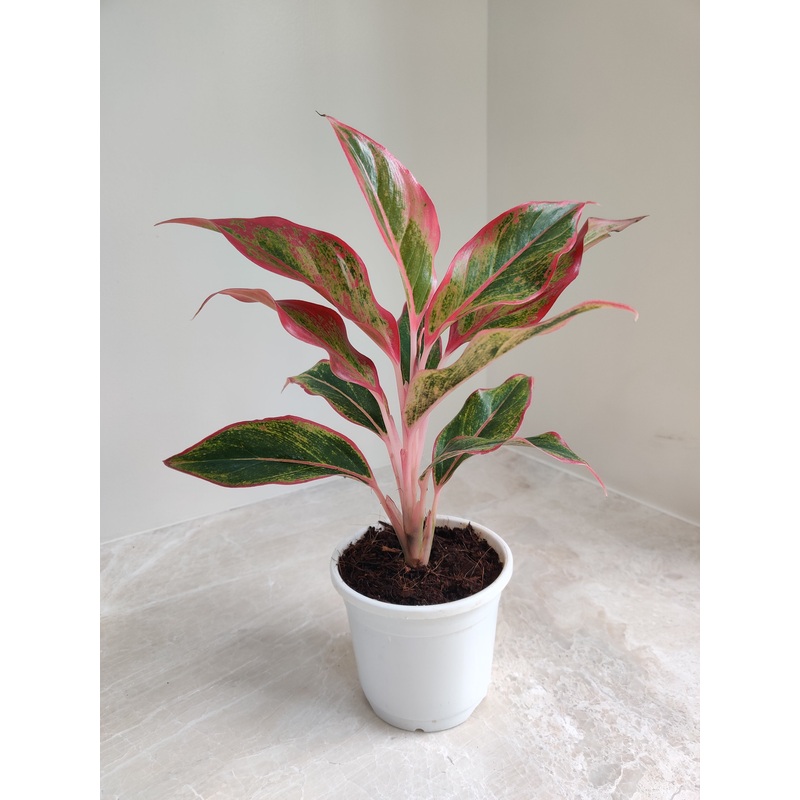 Aglaonema Red Lipstick Plant