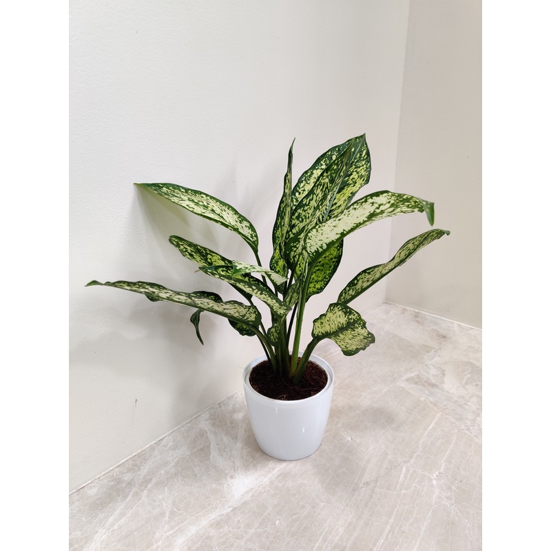 Aglaonema Snow White Plant