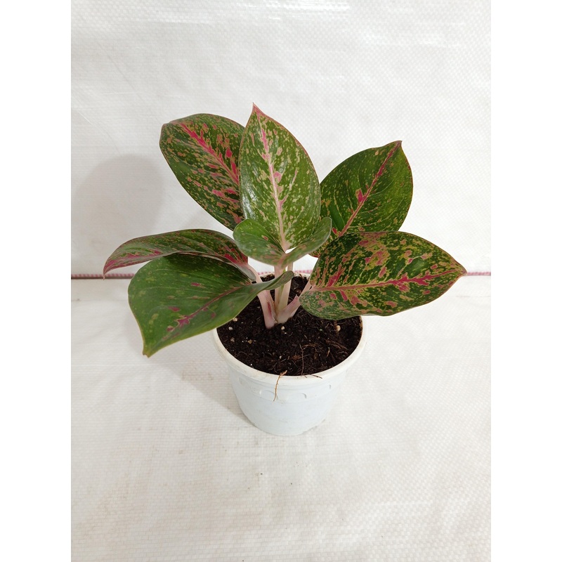 Aglaonema Star Dust Plant