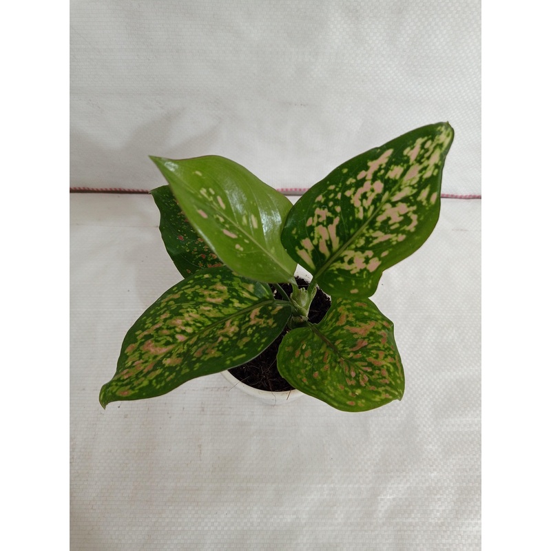 Aglaonema Valentine Improved Plant