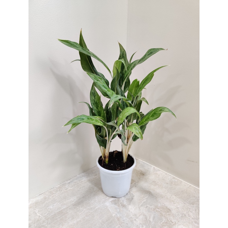 Aglaonema White Stem Plant