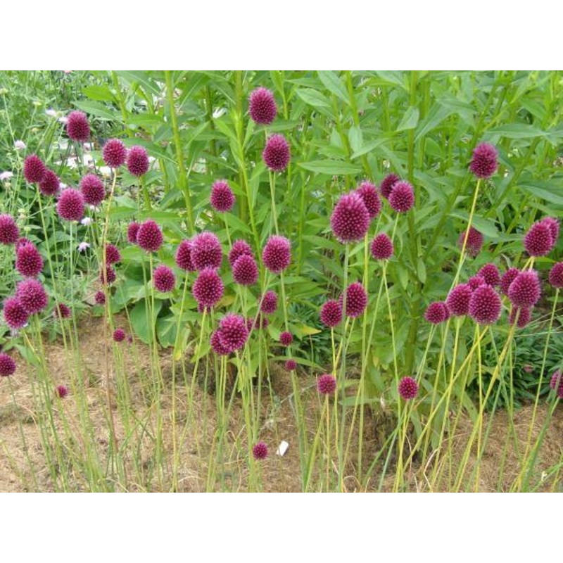 Allium Sphaerocephalon Flower Bulbs (Pack of 6 Bulbs)