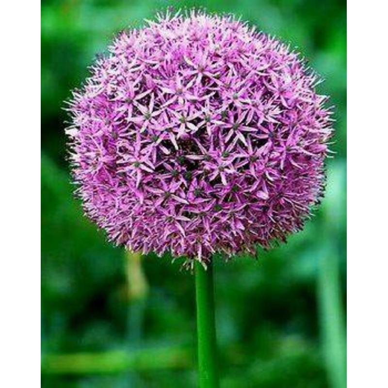 Allium Violet Flower Bulbs (Pack of 3)