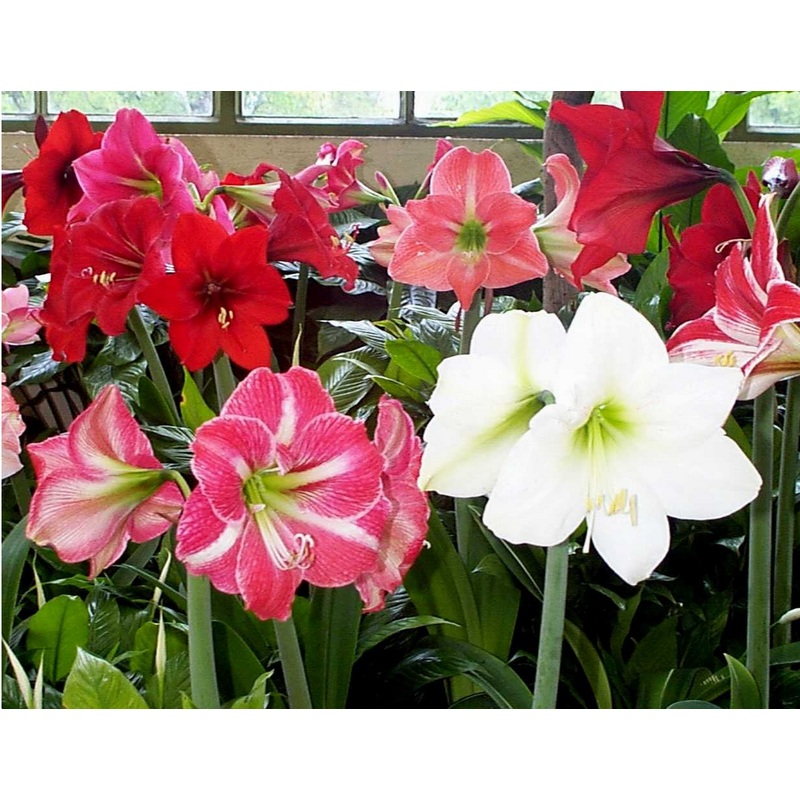 Amaryllis Dutch hybrids Mixed Flower Bulbs (Pack of 6)