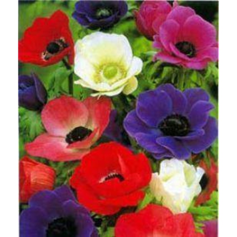 Anemone Mix Flower Bulbs (Pack of 10)