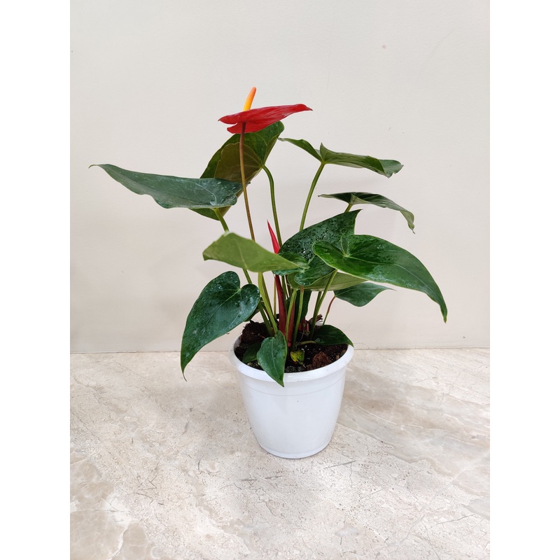 Anthurium Red Plant