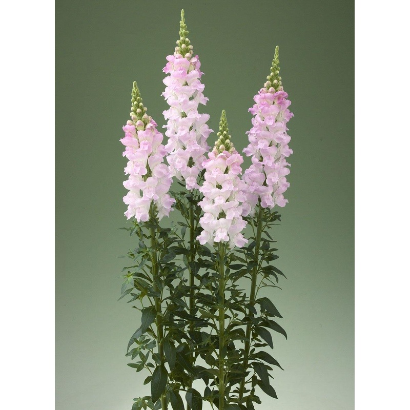 Antirrhinum Legend Light Pink  Flower Seeds