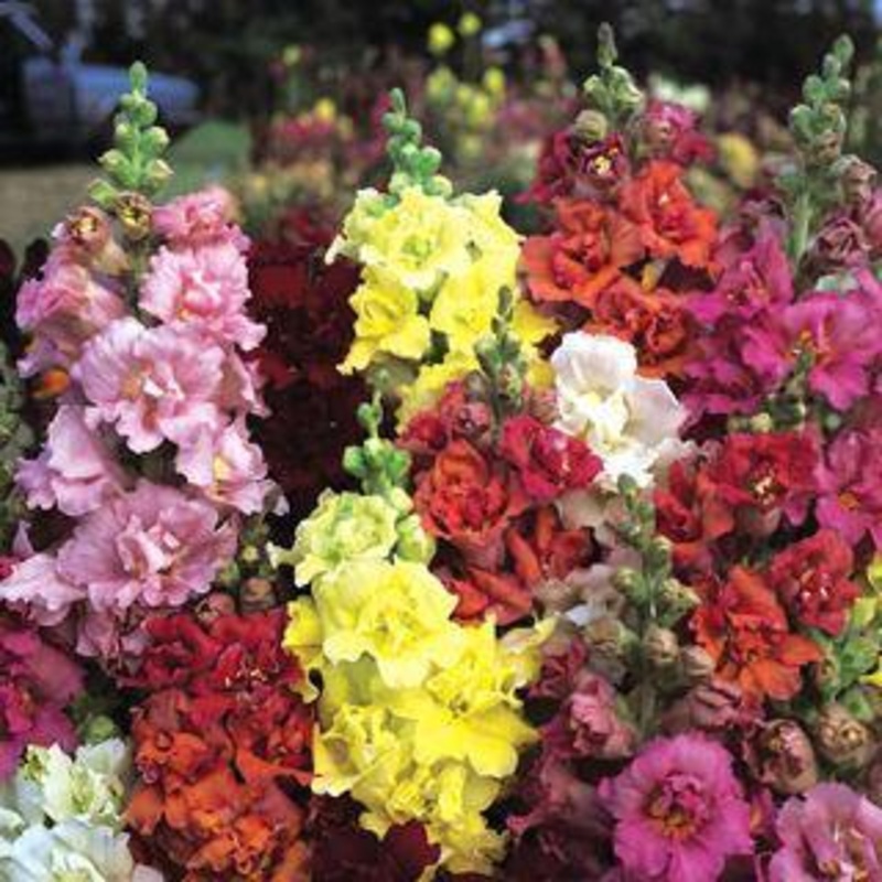 Antirrhinum Madame Butterfly Mix Flower Seeds