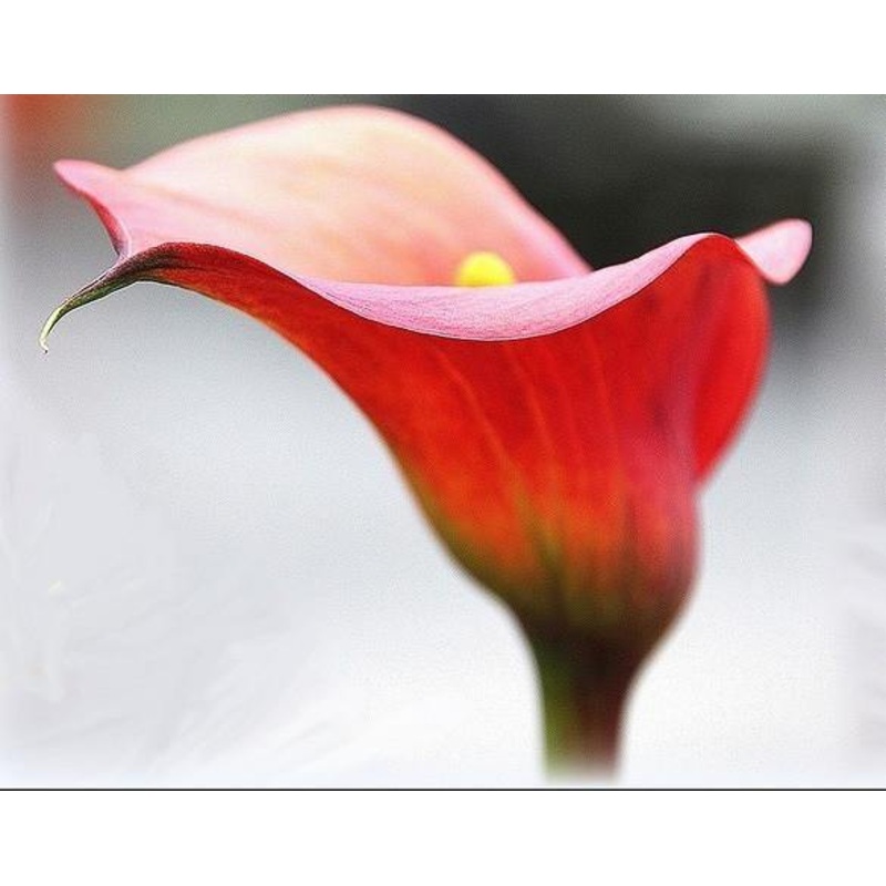 Arum Red Color Flower Bulbs (Pack of 3)