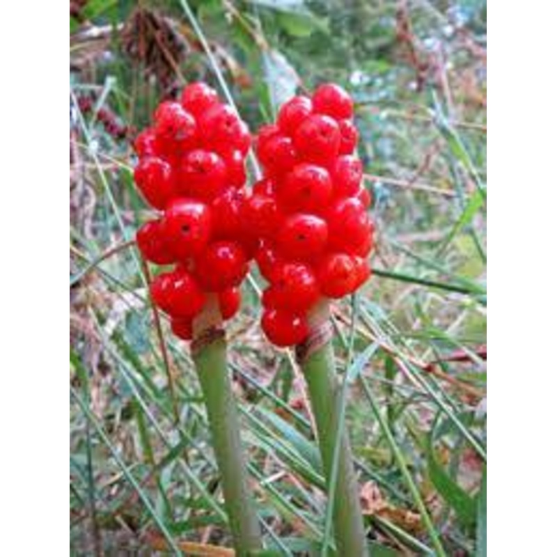 Arum Red Color Flowers Bulbs (Pack of 3 Bulbs)