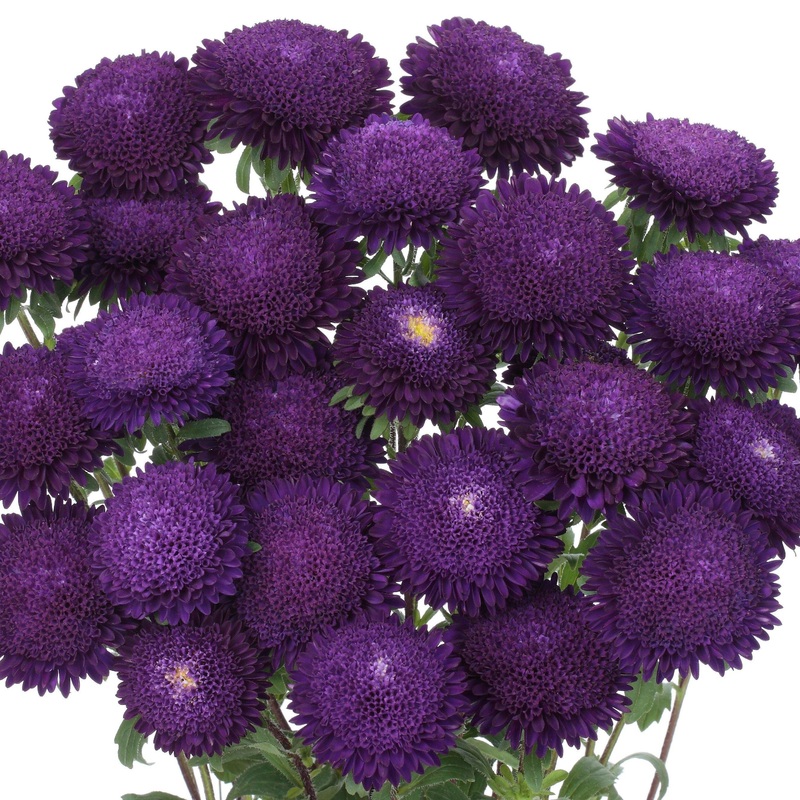 Aster Bonita Blue Flower Seeds