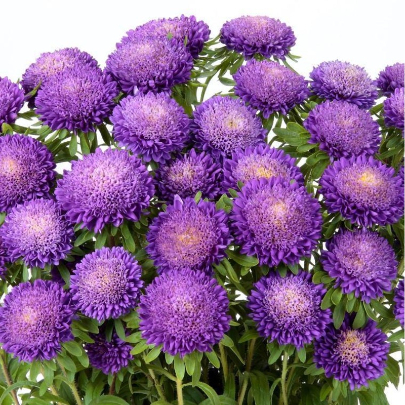 Aster Bonita Light Blue Flower Seeds