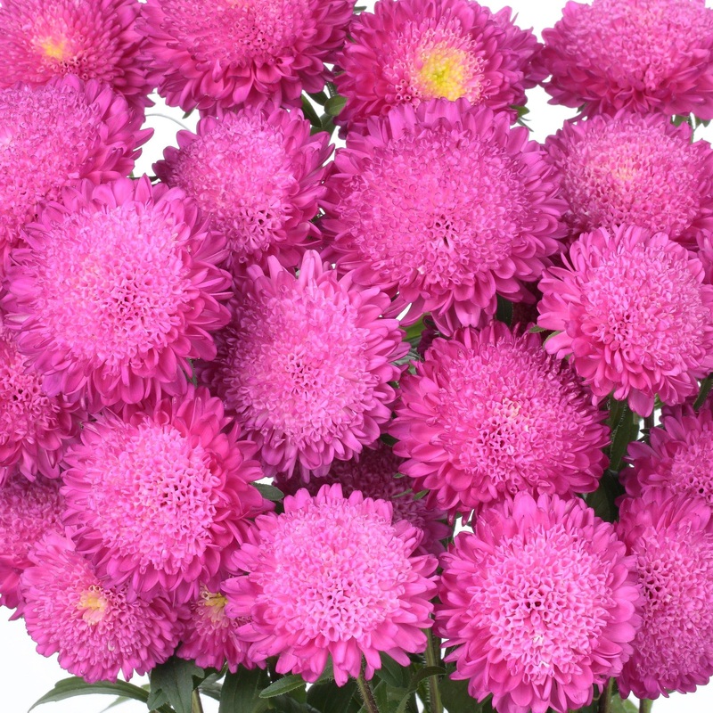 Aster Bonita Pink Flower Seeds