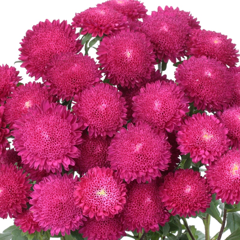 Aster Bonita Rose Flower Seeds