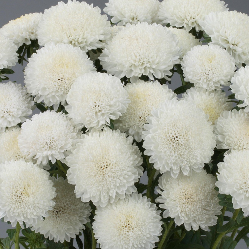 Aster Bonita White Flower Seeds