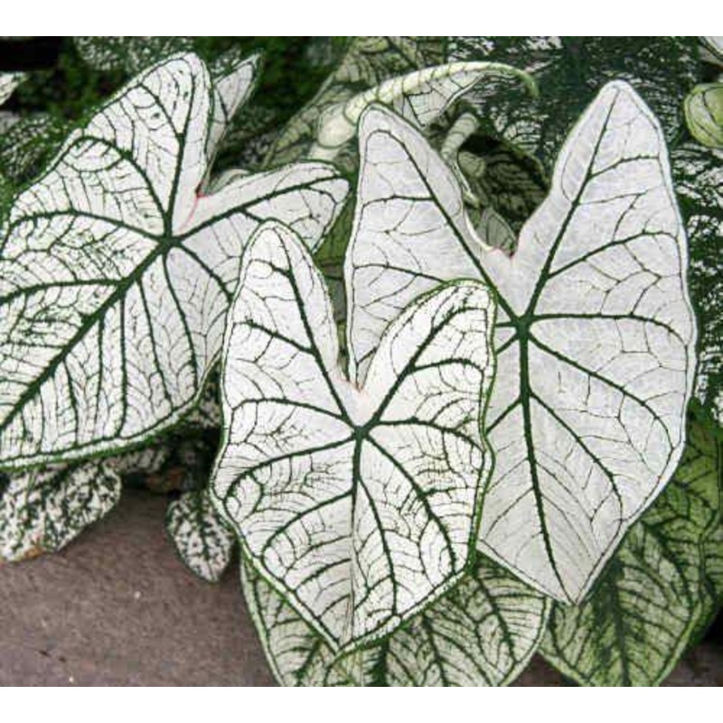 Caladium Caladium white Leave Flower Bulbs (Pack of 6)