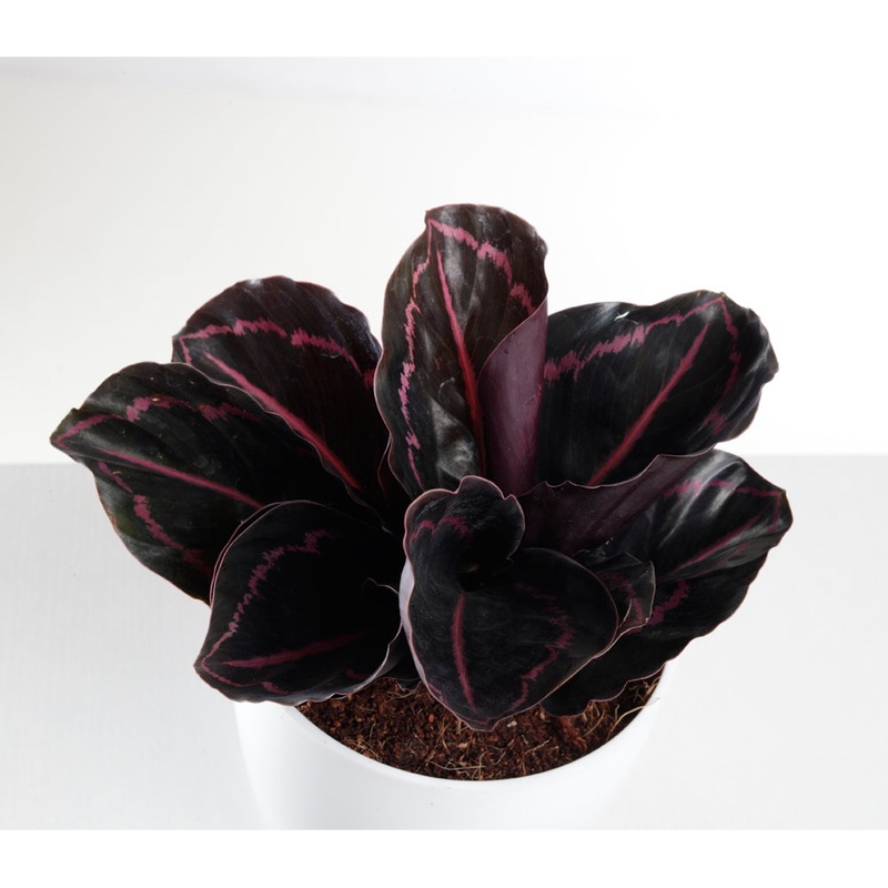 Calathea Dottie Plant