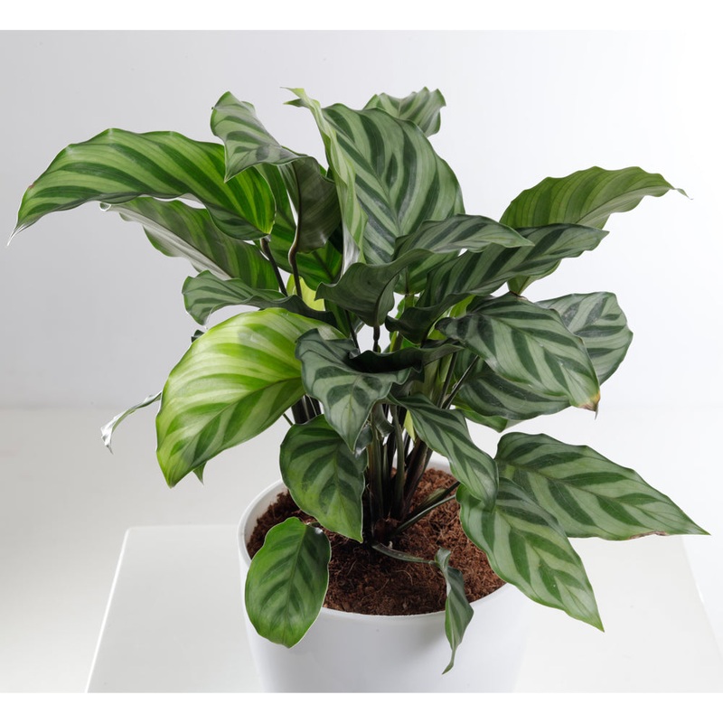 Calathea Freddie Plant