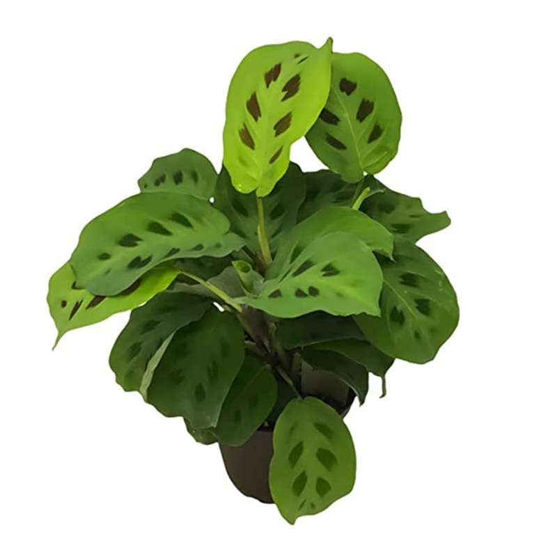 Calathea  Leuconeura Plant