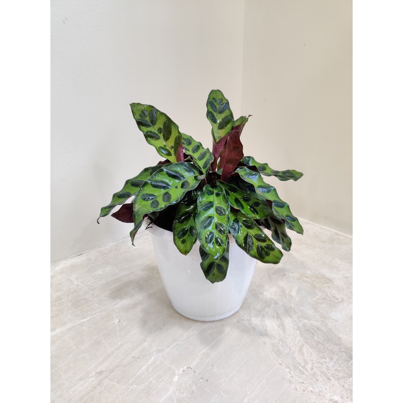 Calathea Rattlesnake Plant