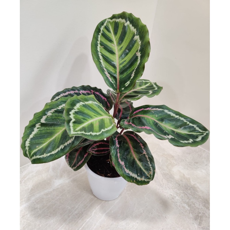Calathea Roseopicta Illustris Plant