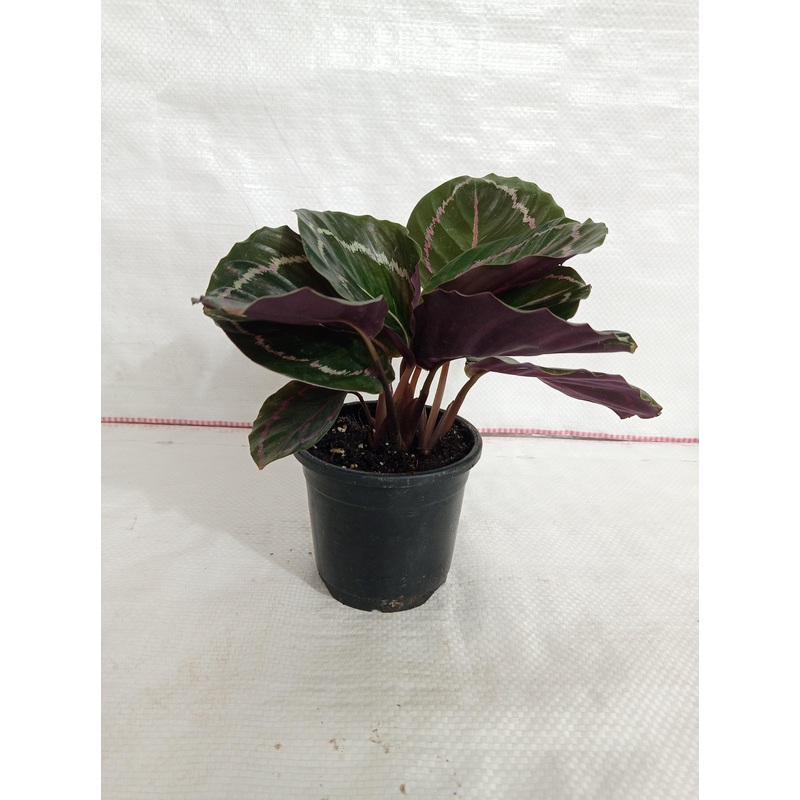 Calathea Roseopicta Medallion Plant