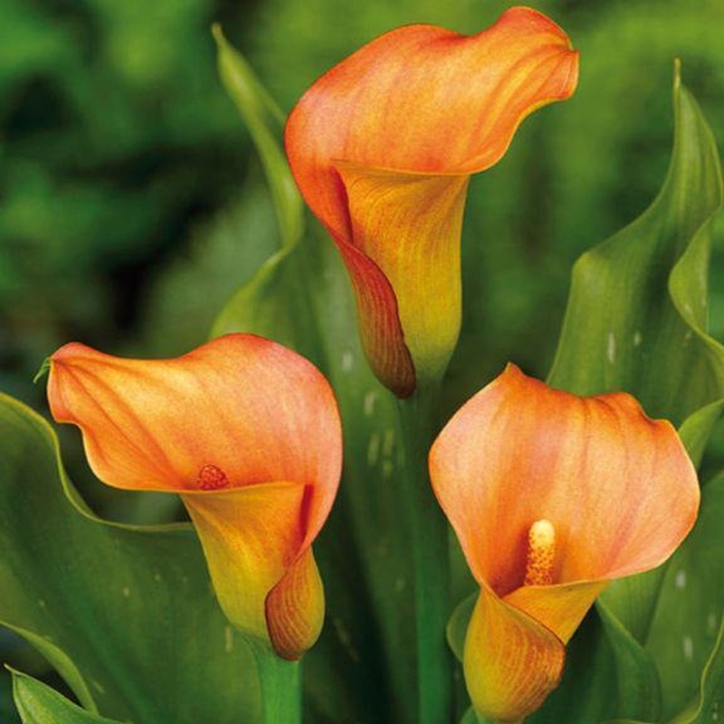 Calla Lily Orange Flower Bulbs (Pack of 10)