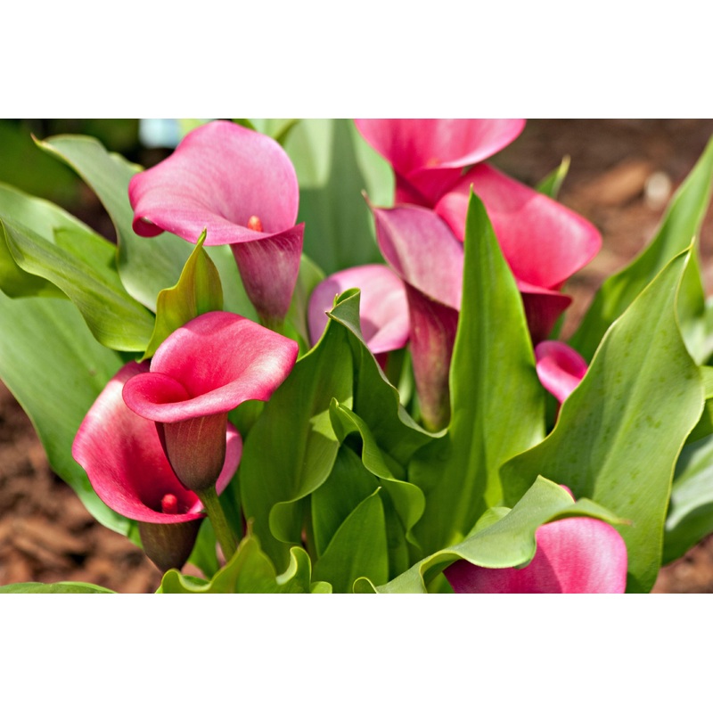Calla Lily Pink Flower Bulbs (Pack of 10 Bulbs)